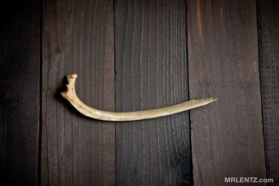 AnimalBone01_0002.jpg