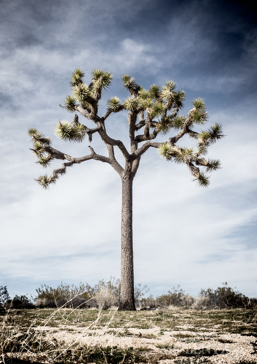 BackPackJTree03__0013