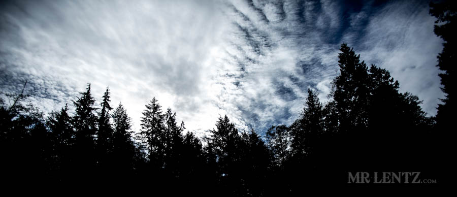 outline of tree tops in forest