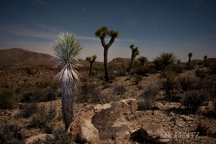 joshua-tree-wilderness_0040
