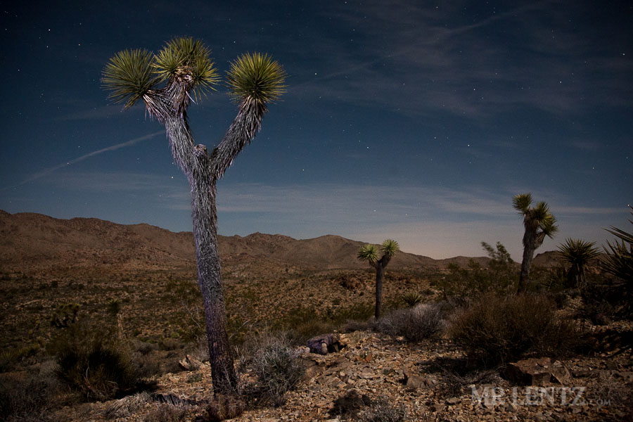 joshua-tree-wilderness_0046