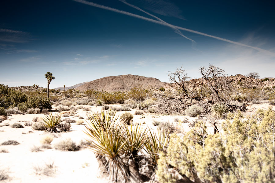 joshua-tree-wilderness_0092