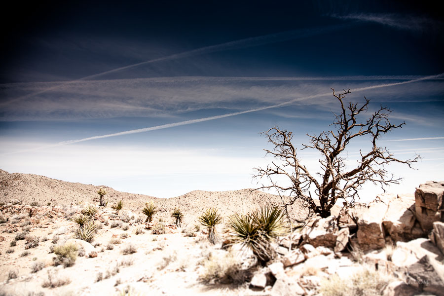 joshua-tree-wilderness_0111