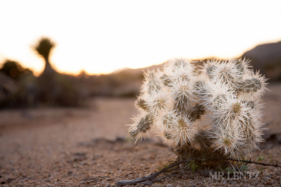 joshua-tree-wilderness_0138