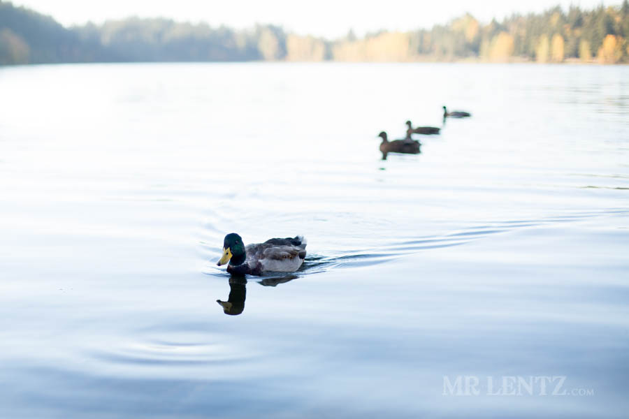 ducks swimming in a small lake in the forest