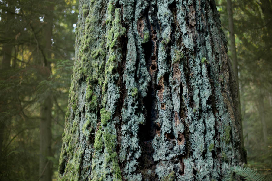 bark of a large tree in the woods