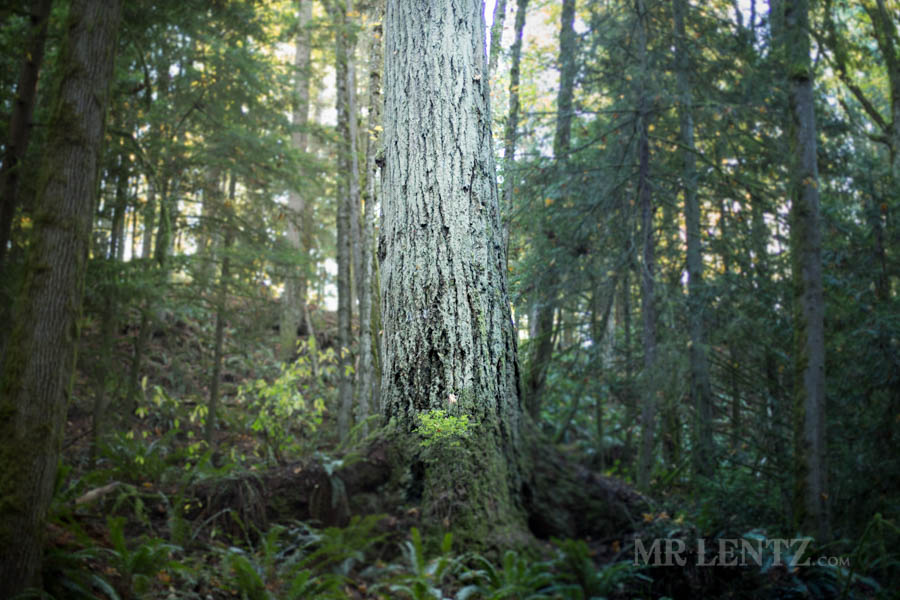 single tree in the woods