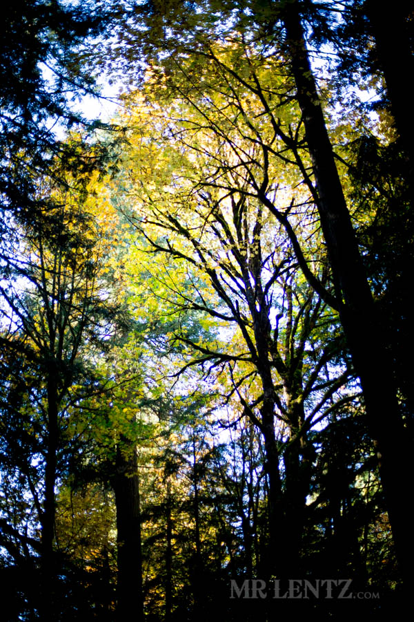 fall color explosion in the woods