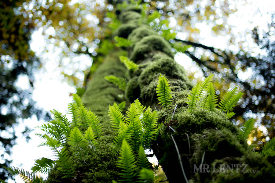 calm ferns growing ona tree