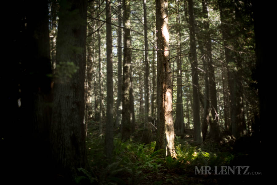 pacific northwest forest