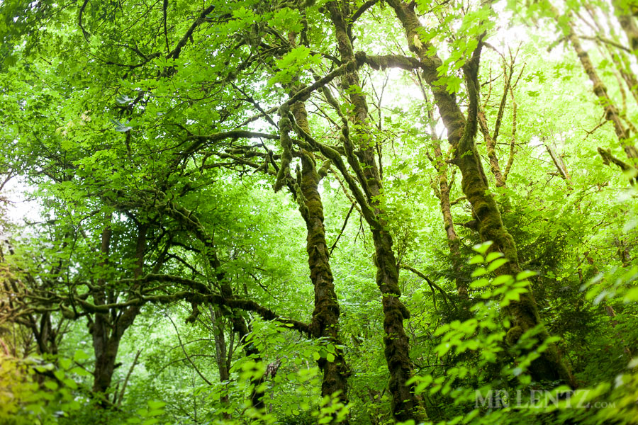 green-trees-portland-oregon-forest