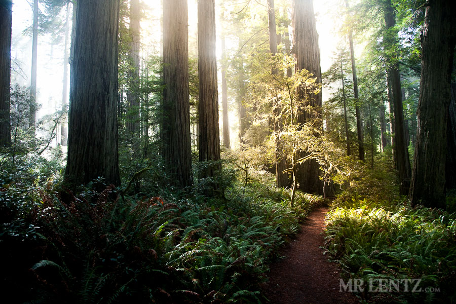 Redwoods14_0112
