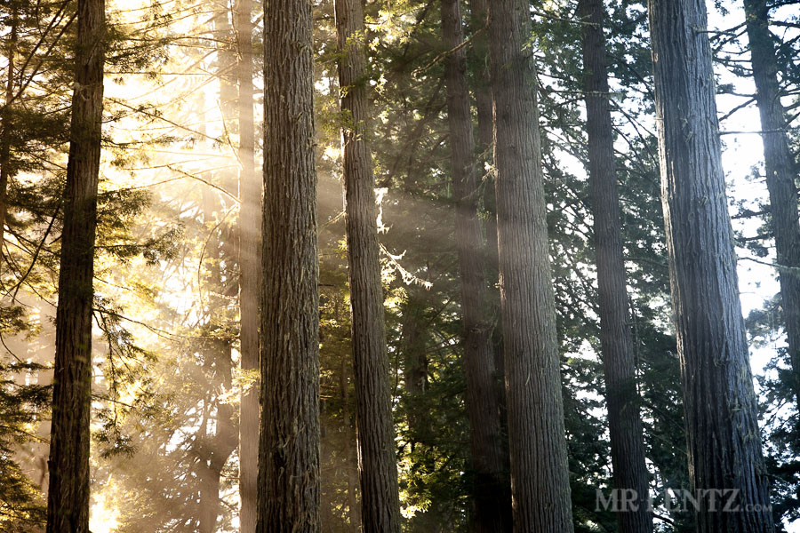 Redwoods14_0124