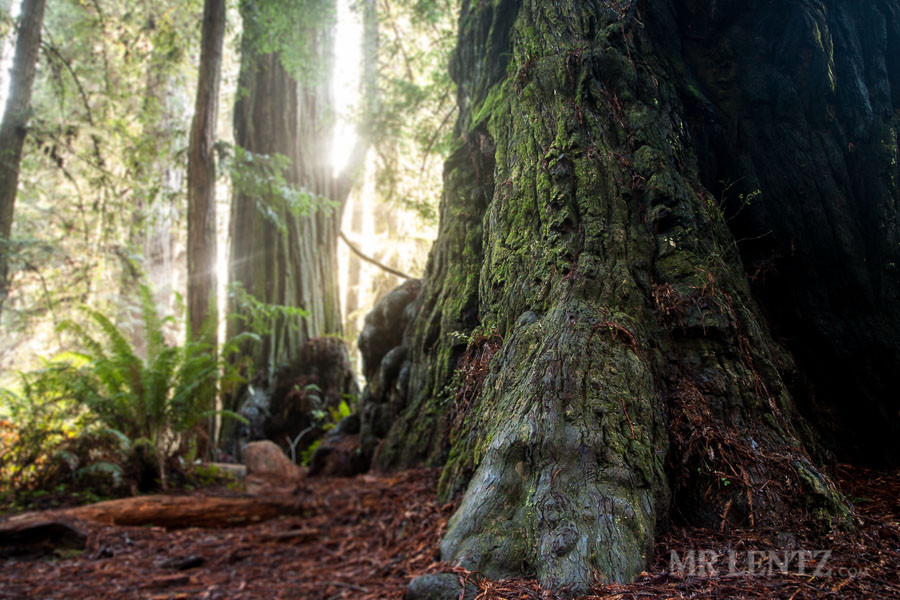 Redwoods14_0157