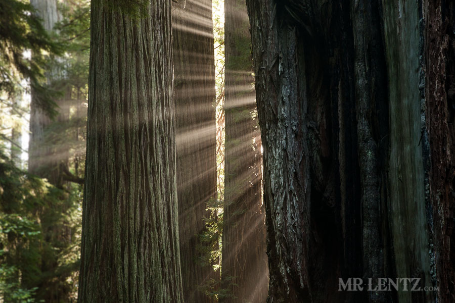 Redwoods14_0201