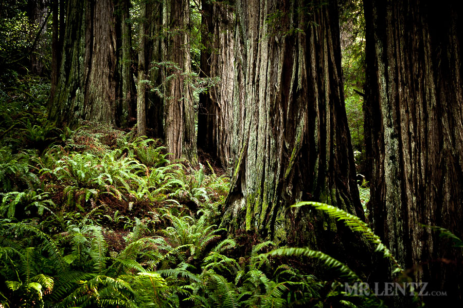 Redwoods14_0222