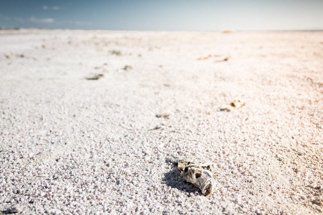 the salton sea dead fish